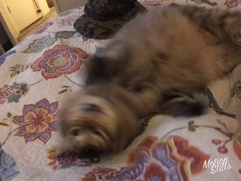 Cat Play GIF , Cat Play Cute , Discover \u0026 Share GIFs